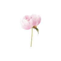 Peony | Plants and Their Names