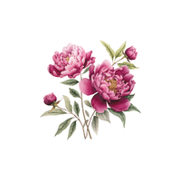 Peony | Flowers Names in English