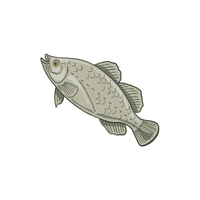 Perch | Types of Fish with Names in English