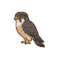 Peregrine Falcon
