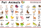 Pet Animals Vocabulary Words in English and Pictures