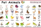 Pet Animals Vocabulary Words in English and Pictures