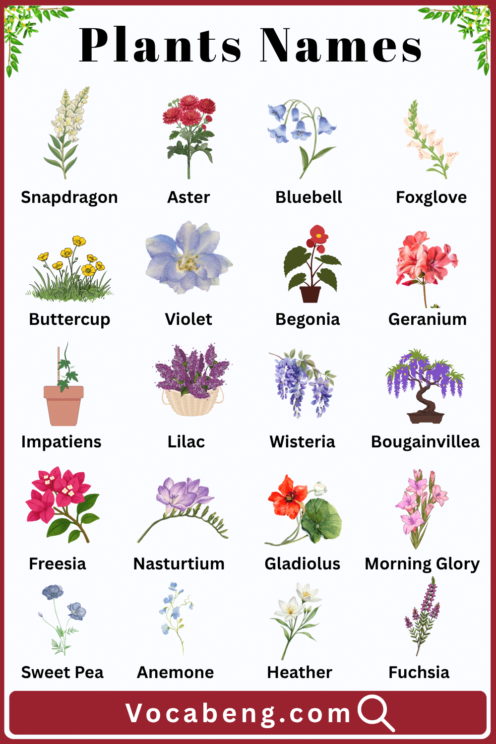 Plants and Their Names with Pictures