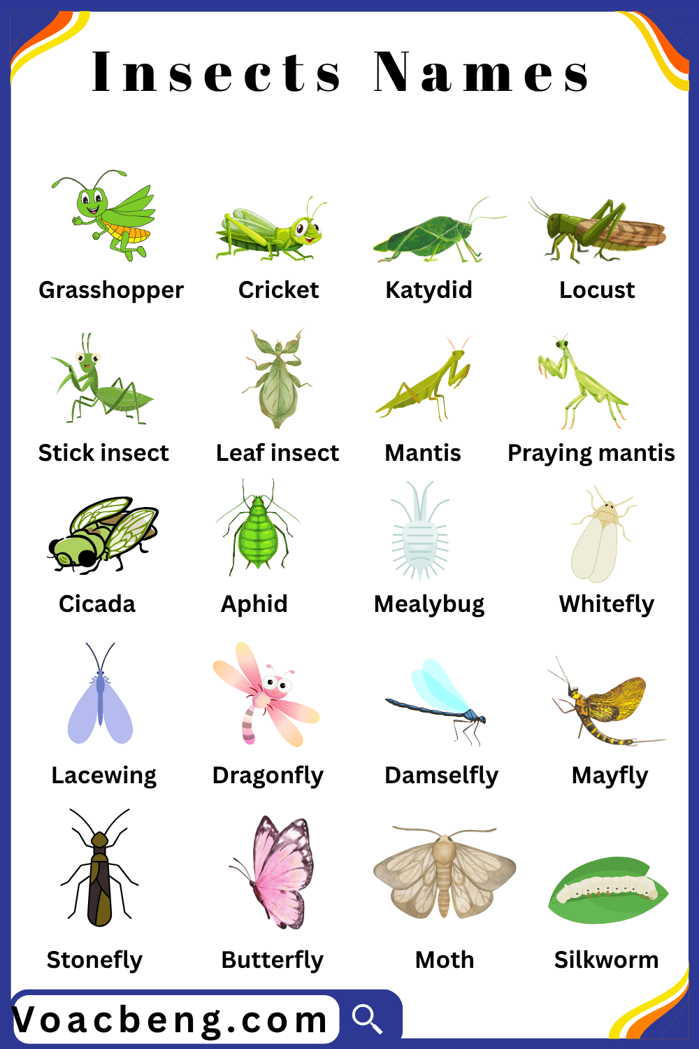 Pictures and names of Insects