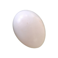 Pigeon egg | Types of Eggs with Names in English