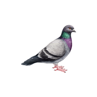 Pigeon | Flying Birds Names