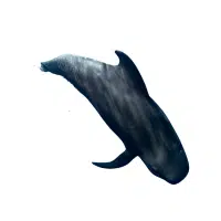 Pilot Whale