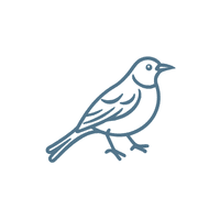Pipit | Flying Birds Names