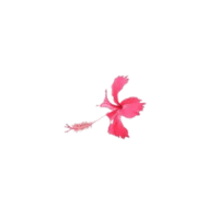 Pistil | Parts of Flowers with Names