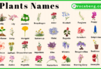 Plants and Their Names In English with Pictures