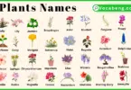 Plants and Their Names In English with Pictures
