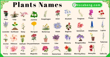 Plants and Their Names In English with Pictures