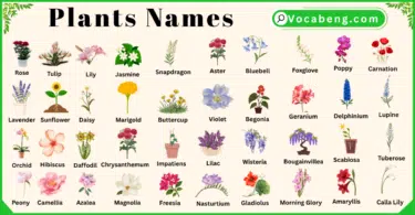 Plants and Their Names In English with Pictures