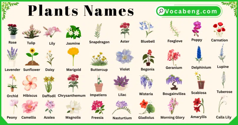 Plants and Their Names In English with Pictures