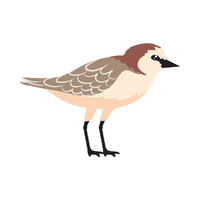 Plover