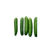 Poinsett Cucumber | Types of Cucumbers with Names