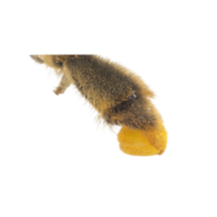 Pollen basket