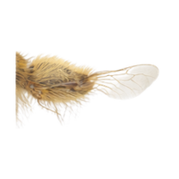 Pollen comb