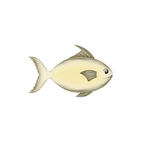 Pompano
