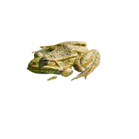 Pool Frog