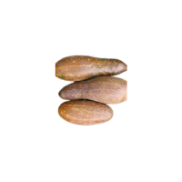 Poona Kheera Cucumber | Types of Cucumbers with Names
