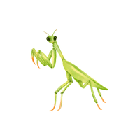 Praying Mantis | Insects with Names