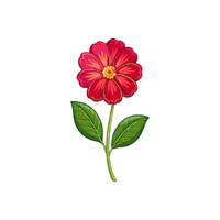 Primrose