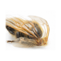Proboscis