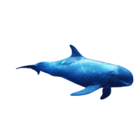 Pygmy Killer Whale