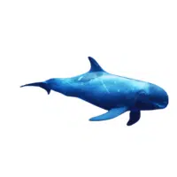 Pygmy Killer Whale