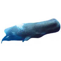 Pygmy Sperm Whale | Types of Whales with Names in English