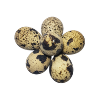 Quail egg | Types of Eggs with Names in English