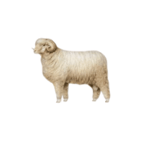 Rambouillet sheep | Types of Sheep Breeds with Names