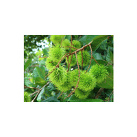 Rambutan (green unripe)