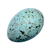Raven egg | Types of Eggs with Names in English