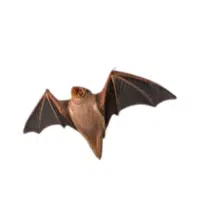 Red bat | Types of Bats Breeds with Names