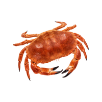 Red Crab | Types of Crabs with Names in English