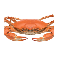 Red Rock Crab
