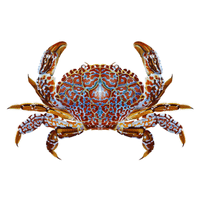 Reef Crab | Types of Crabs with Names in English