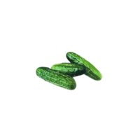 Regal Cucumber | Types of Cucumbers with Names