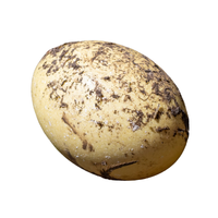 Rhea egg | Types of Eggs with Names in English