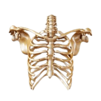Rib cage | Parts of Body with Names in English