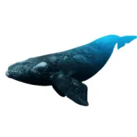 Right Whale | Types of Whales with Names in English