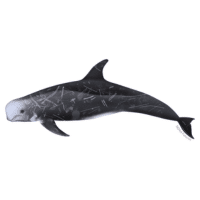 Risso Whale | Types of Whales with Names in English