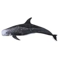 Risso Whale | Types of Whales with Names in English