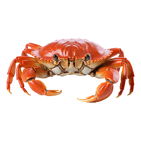 River Crab | Types of Crabs with Names in English