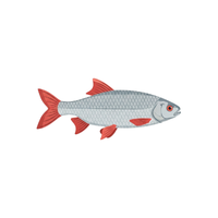 Roach | Types of Fish with Names in English