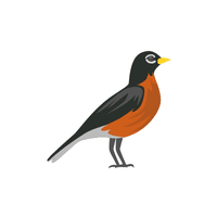 Robin | Flying Birds Names