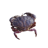 Rock Crab | Types of Crabs with Names in English