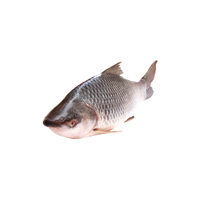 Rohu | Types of Fish with Names in English